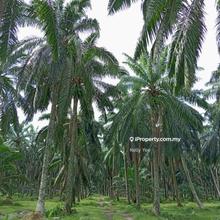 Palm Oil Plantation @ Nibong Tebal for Sale