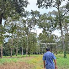 For sale pontian parit sikom durian farm
