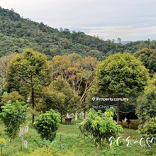 1 Acre Agriculture Land Batang Padang, Perak with Musang King Durian