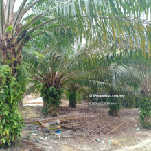 Palm Oil Plantation at Baling Kedah For Sale