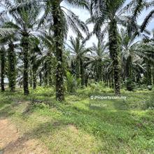 Agricultural Land for Sale
