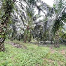 80% Flat Land Terrain 20% Hill Terrain - Palm Oil Plantation