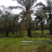 Sitiawan Perak 942 Acres Freehold Palm Oil Estate For Sale