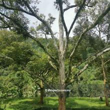 Raub Musang King Durian Orchard For Sale