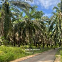 7.8 Acres Freehold Oil Palm Land Sungai Lekuk Jerantut