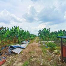 Pekan Nanas Agriculture Land For Sale 