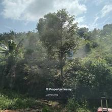 Durian farm accessible by vehicles