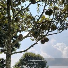 Durian & Oil Palm Plantation