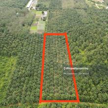 3.1 Ekar Tanah Pertanian di Kg Bukit Kerayong Satu, Puncak Alam