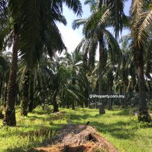 Agriculture land for Sale