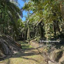 Oil palm with durian trees in Cheroh