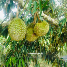 Kg Tras Bentong Farm Durian and Agarwood Farm