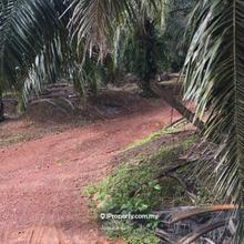 Oil palm estate, 50 acres, Mentakab, Temerloh
