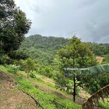 Bentong Durian Farm Land Freehold Well Maintained, Raub