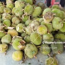 3.369 Acres Premium Musang King Orchard For Sale
