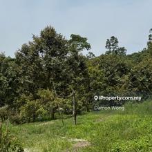 Musang King Orchard in Sg Dua Bentong 