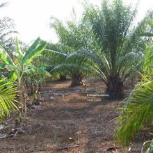 Cheap Deal // Existing Palm Oil // Kuala Pilah // 58 Acres 