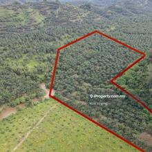 Sg Siput perak 10ac oil palm for sales