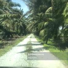 Spacious 4.72 Acres Agricutural Land Sungai Pelek, Sepang
