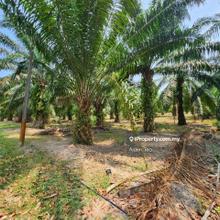 Freehold Agricultural Land Sebatu Melaka