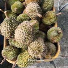 Durian Orchard for sale at Kajang