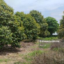 Freehold Musang King Durian Orchard Simpang Pertang, Jelebu 