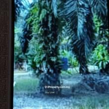 Perak 576 Acres Oil Palm Plantation For Sale