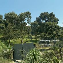 Musang King land for sale