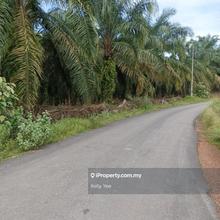Palm Oil Plantation @ Kulim for Sale