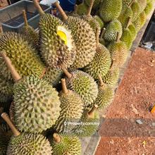 11 Acre Durian Farm Jasin
