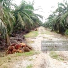 Palm Oil Plantation @ Teluk Intan for Sale