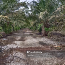 Pontian Agriculture Palm Oil Land Freehold