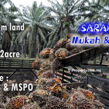 Sarawak Sibu Mukah 28,622acre Oil Palm Land 