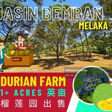 Durian Farm at Jasin Bemban 