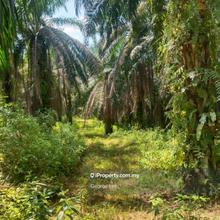 Gambang Pahang -lfs035 Agriculture Land