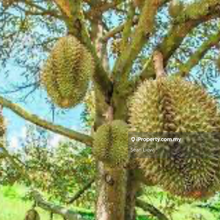 Pahang Lanchang Durian Farm Land For Sale 