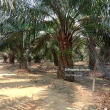 Oil Palm Plantation For Sale @ Rompin, Pahang - 807 Acres.