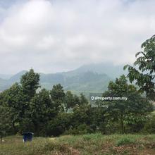 35 Yrs Durian plantation estate for sale, Bemban, Jasin, Malacca