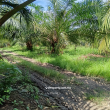 Oil Palm agriculture land for sale 