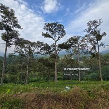 8 Acres Karak Sungai Dua Matured Mk Durian Farm For Sale