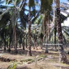 Oil Palm Land For Sale-Kg Raja Hitam, Ayer Tawar