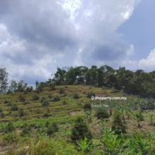 3.12 acres Durian Orchard  Sungai Muntoh Titicane Negeri Sembilan