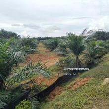 Perak - Selama Oil Palm Land