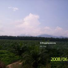 Oil Palm land near Butterworth for sale