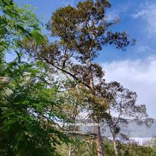 9.6 acres Karak Sg Dua Durian Land For Sale
