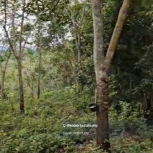 5 acre Juasseh Kapitan land rubber trees Kuala Pilah, Negeri Sembilan 