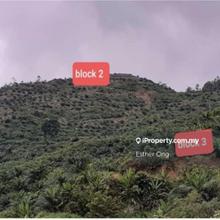 Palm Oil Tree Land In Sabah Daerah Ranau For Sale Price Negotiable 
