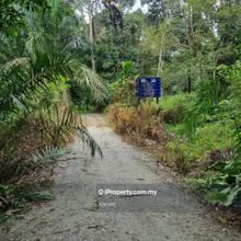 2.5 Acres Palm Tree Batu Kurau Perak
