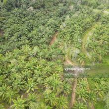Smooth Hill oil palm land for sales