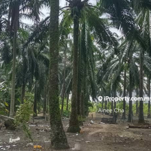 Agriculture Land @ Kampung Selamat 
